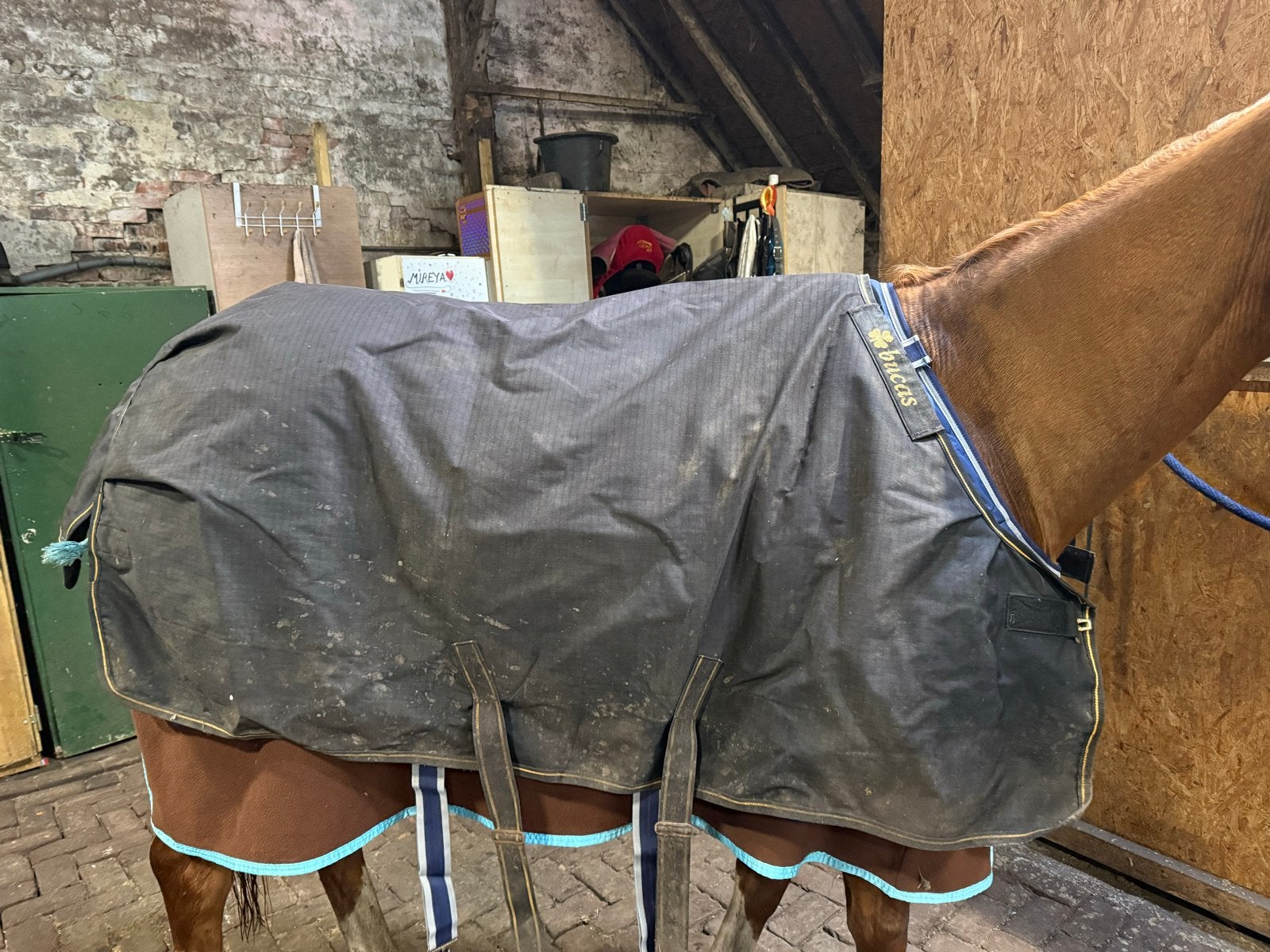 Bucas irish turnout 5’3, Ophalen of Verzenden, Gebruikt, Recreatie