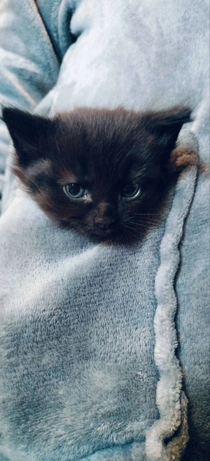 Twee poesjes,mama half maincoon, Dieren en Toebehoren, Poes, Langharig, 0 tot 2 jaar