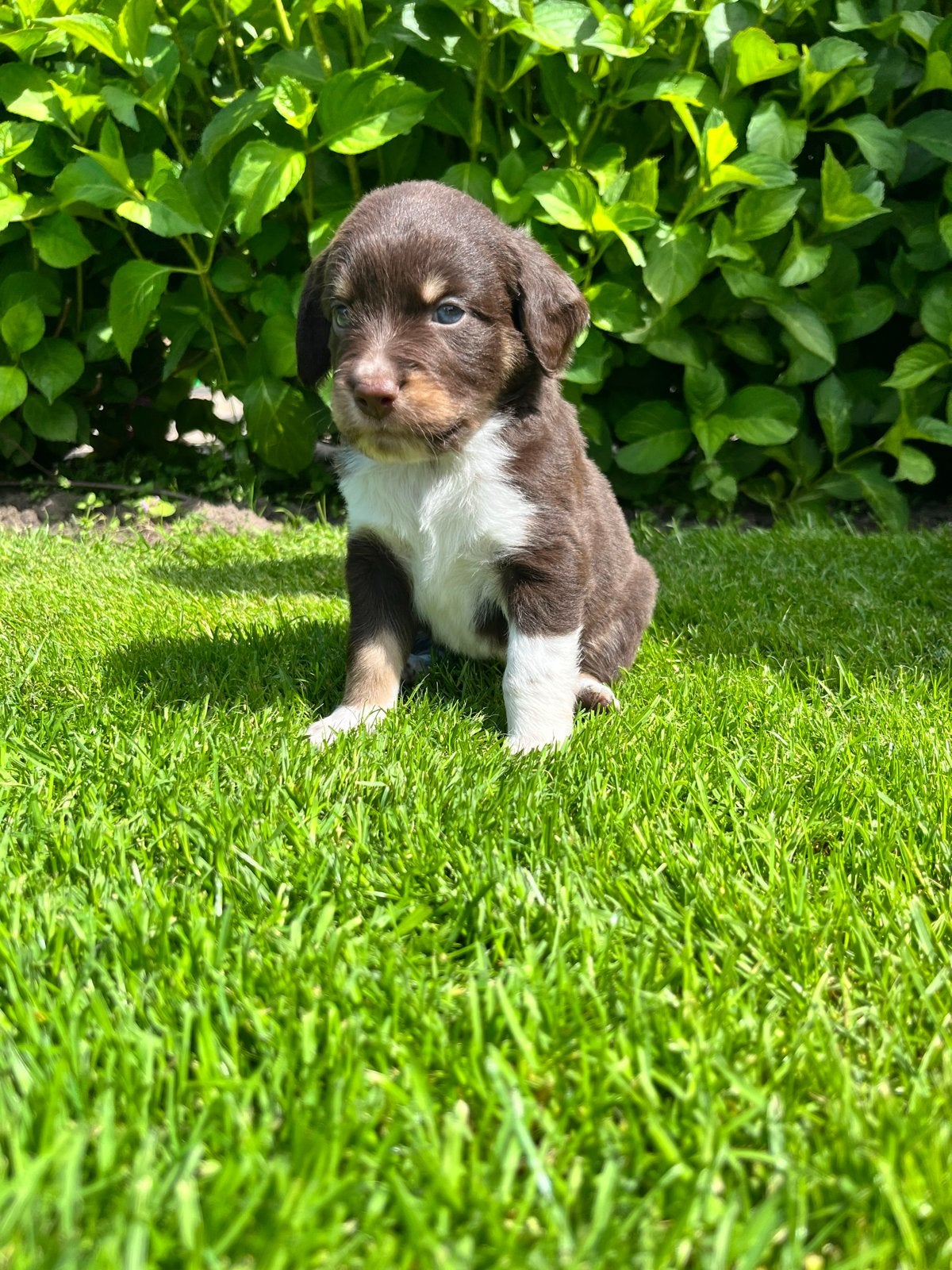 Prachtige pups! Heidewachtel X Mini Australian Shepperd, 8 tot 15 weken, Parvo, Meerdere, Meerdere dieren