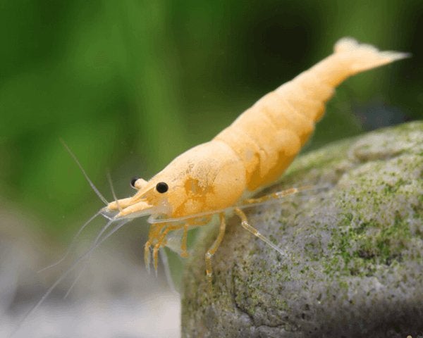 🦐 Oranje garnalen (Neocaridina), Dieren en Toebehoren, Vissen | Aquariumvissen, Kreeft, Krab of Garnaal