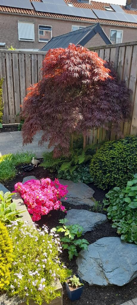 Japanse Esdoorn, Acer "Garnet" 180cm hoog, Tuin en Terras, Planten | Bomen, Ophalen, Bloeit niet, 100 tot 250 cm, Treurboom