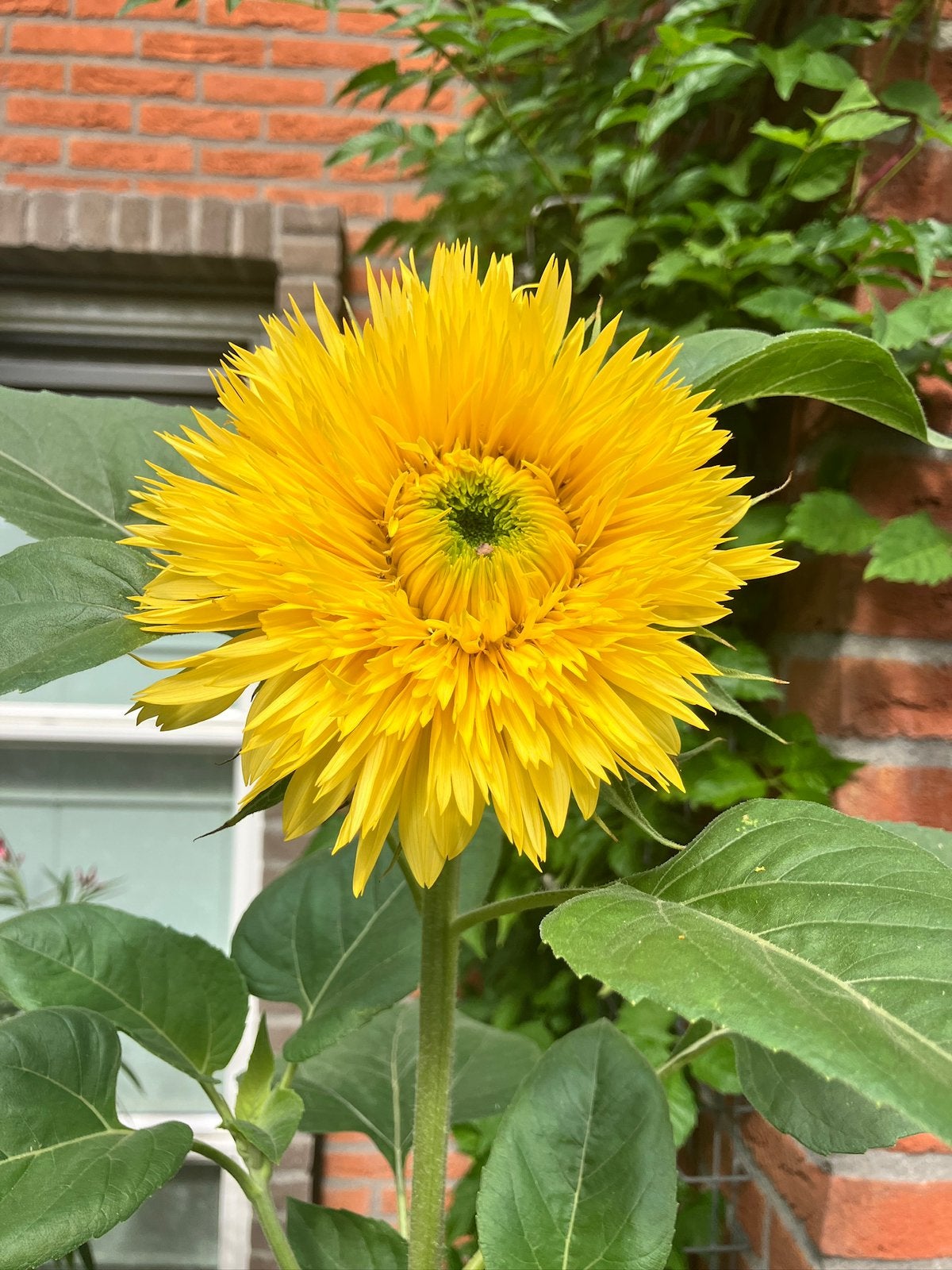 Zonnebloem zaden mix, Verzenden, Voorjaar, Volle zon, Zaad