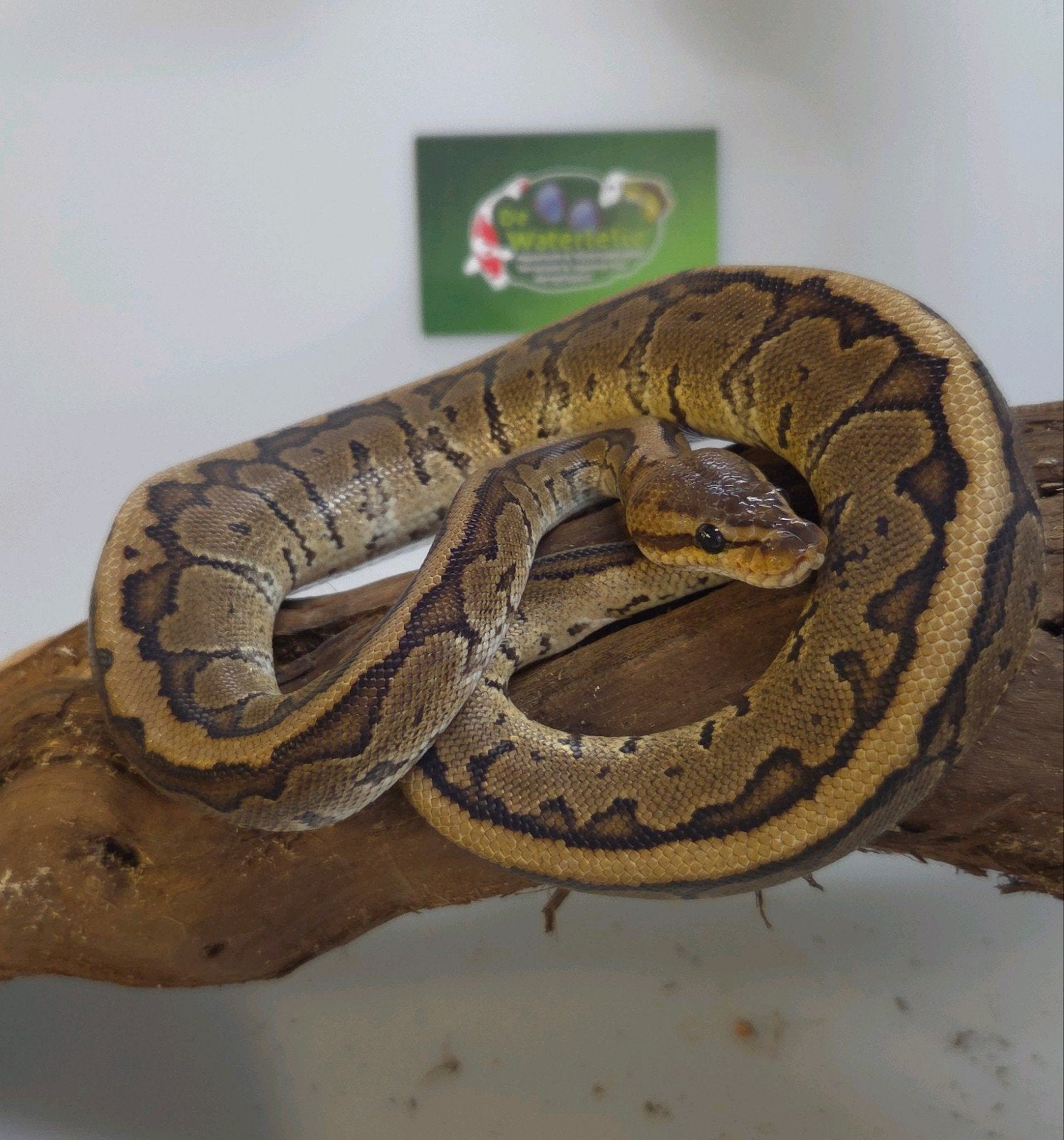 Balpython, Dieren en Toebehoren, Slang, 0 tot 2 jaar
