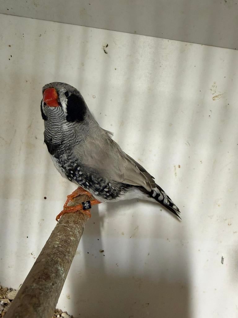 Zebravink zwartwang bleekrug grijs man, Dieren en Toebehoren, Vogels | Overige Vogels, Mannelijk