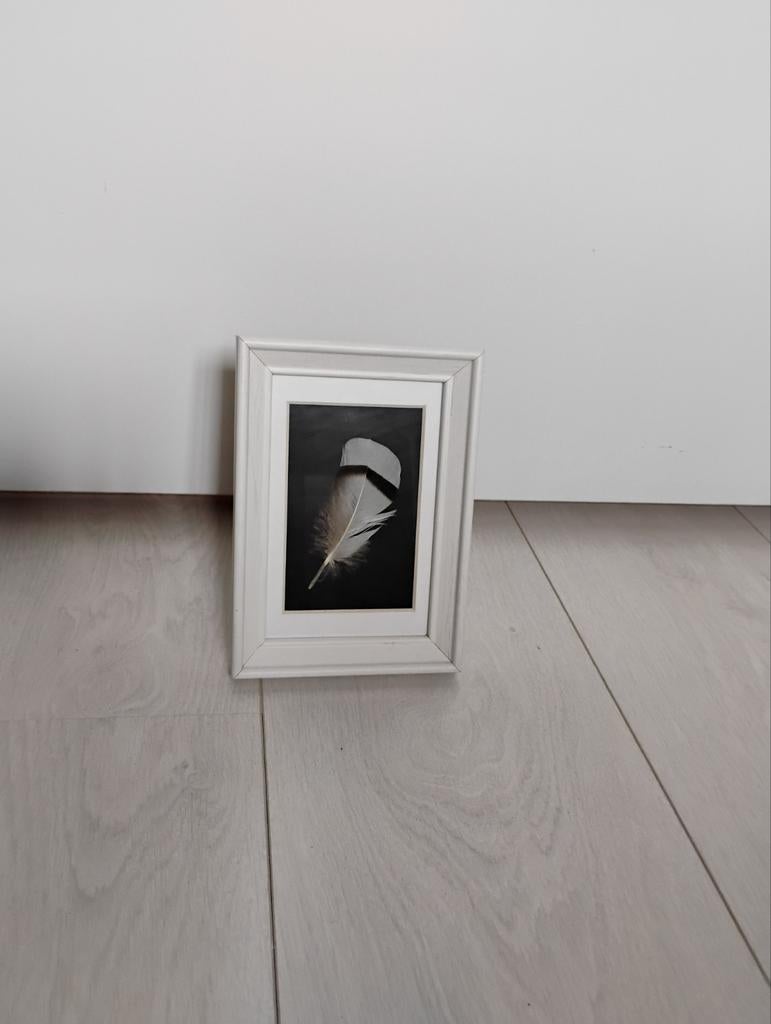 Ingelijste veer van meeuw, Ophalen of Verzenden, Hout, Minder dan 50 cm, Minder dan 50 cm