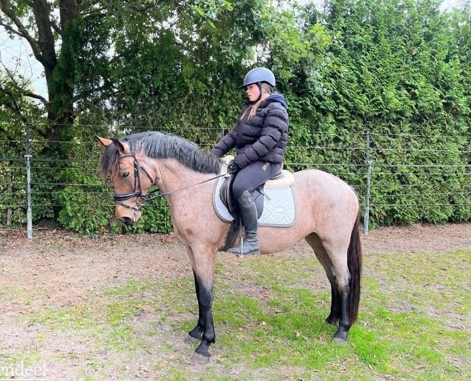 Te koop 6 jarige lieve e pony, Dieren en Toebehoren, Merrie, Minder dan 160 cm, Recreatiepaard, 3 tot 6 jaar