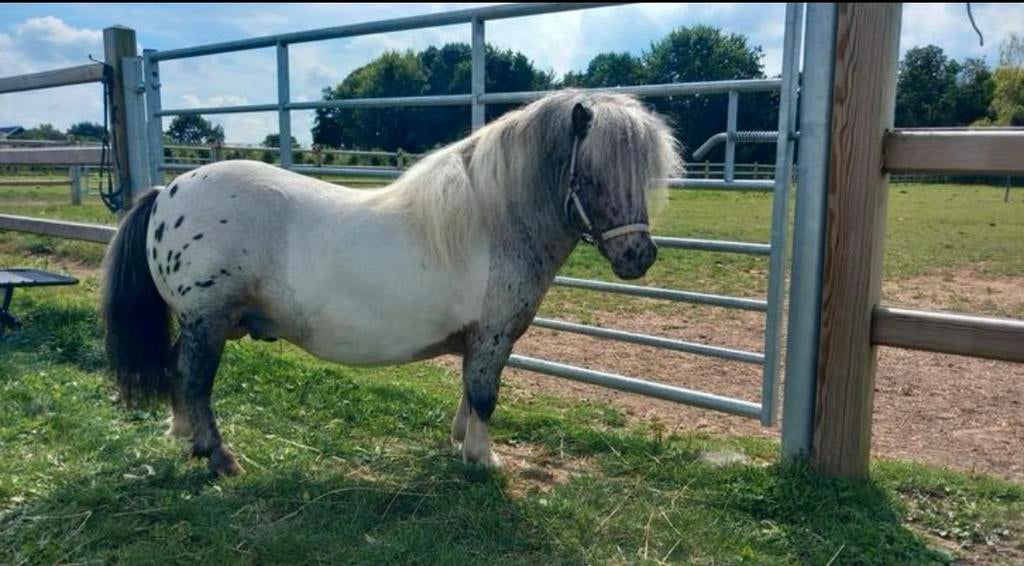 Ter dekking pintaloosa hengst 78 cm nakomelinge laatste foto, Hengst