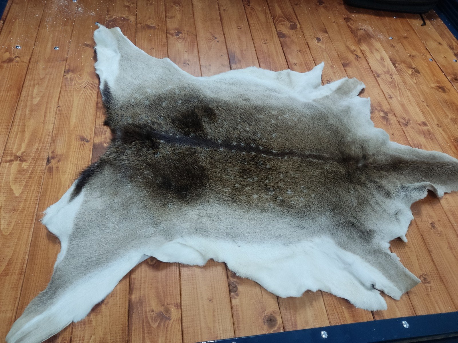 tekoop een damherten vel., Ophalen, Zo goed als nieuw, 110 cm, 115 cm