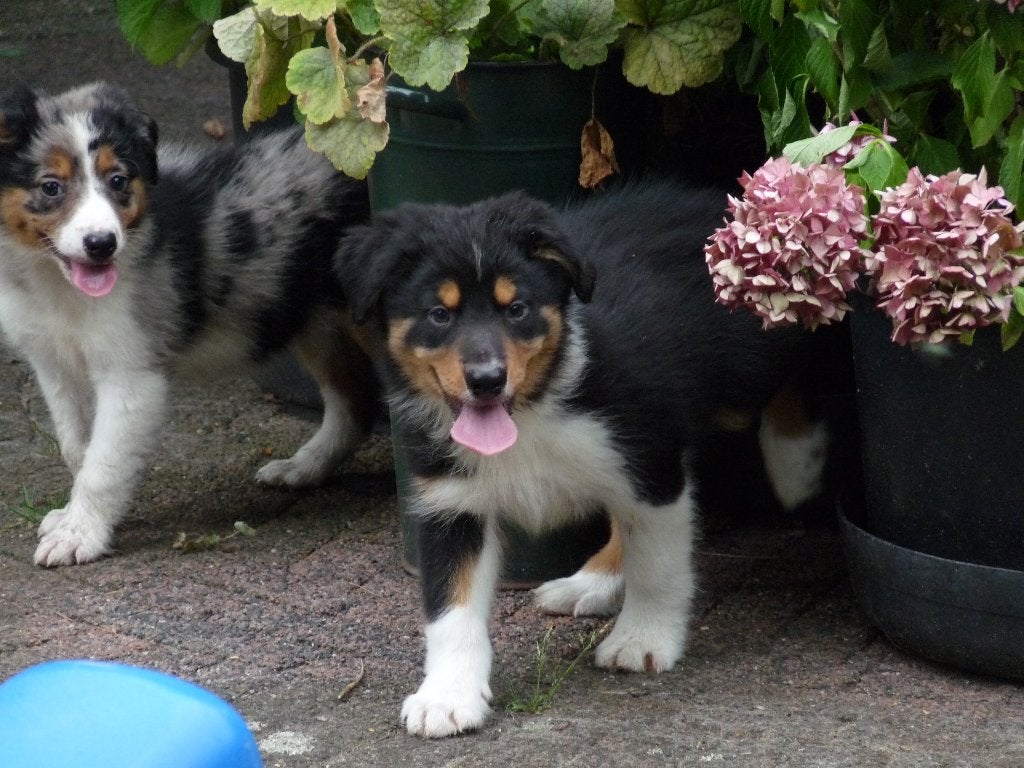3 mooie border collie pups die nog een baasje zoeken, Parvo, 8 tot 15 weken, Meerdere, Meerdere dieren