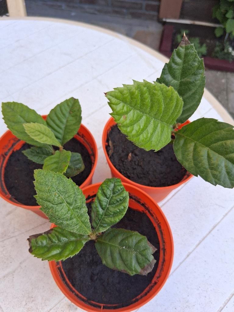 Japanse Wolmispel, Tuin en Terras, In pot, Halfschaduw, Minder dan 100 cm, Zomer