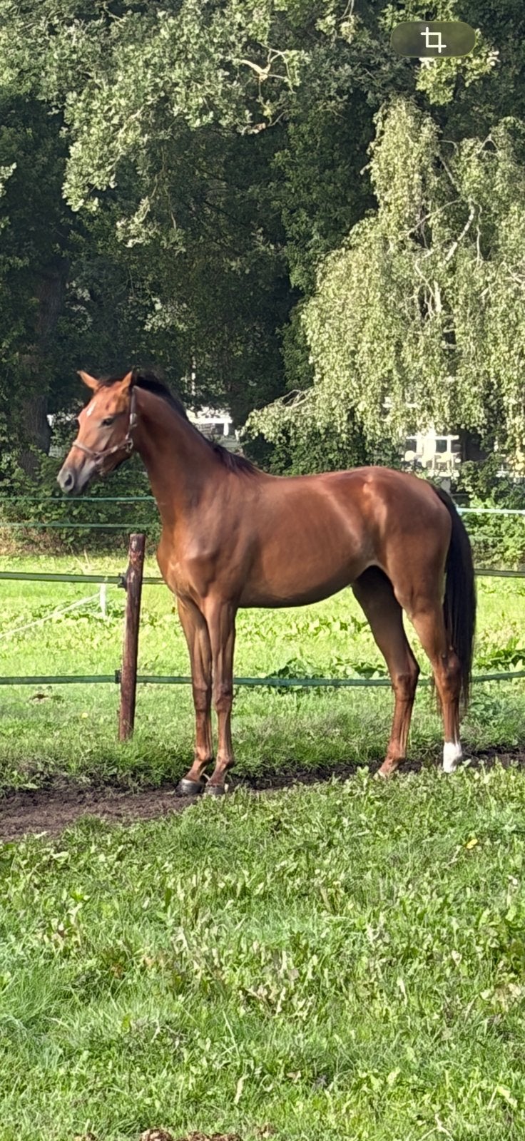 Knappe tweejarige vosmerrie, Dieren en Toebehoren, Merrie, Dressuurpaard, 0 tot 2 jaar, Met stamboom