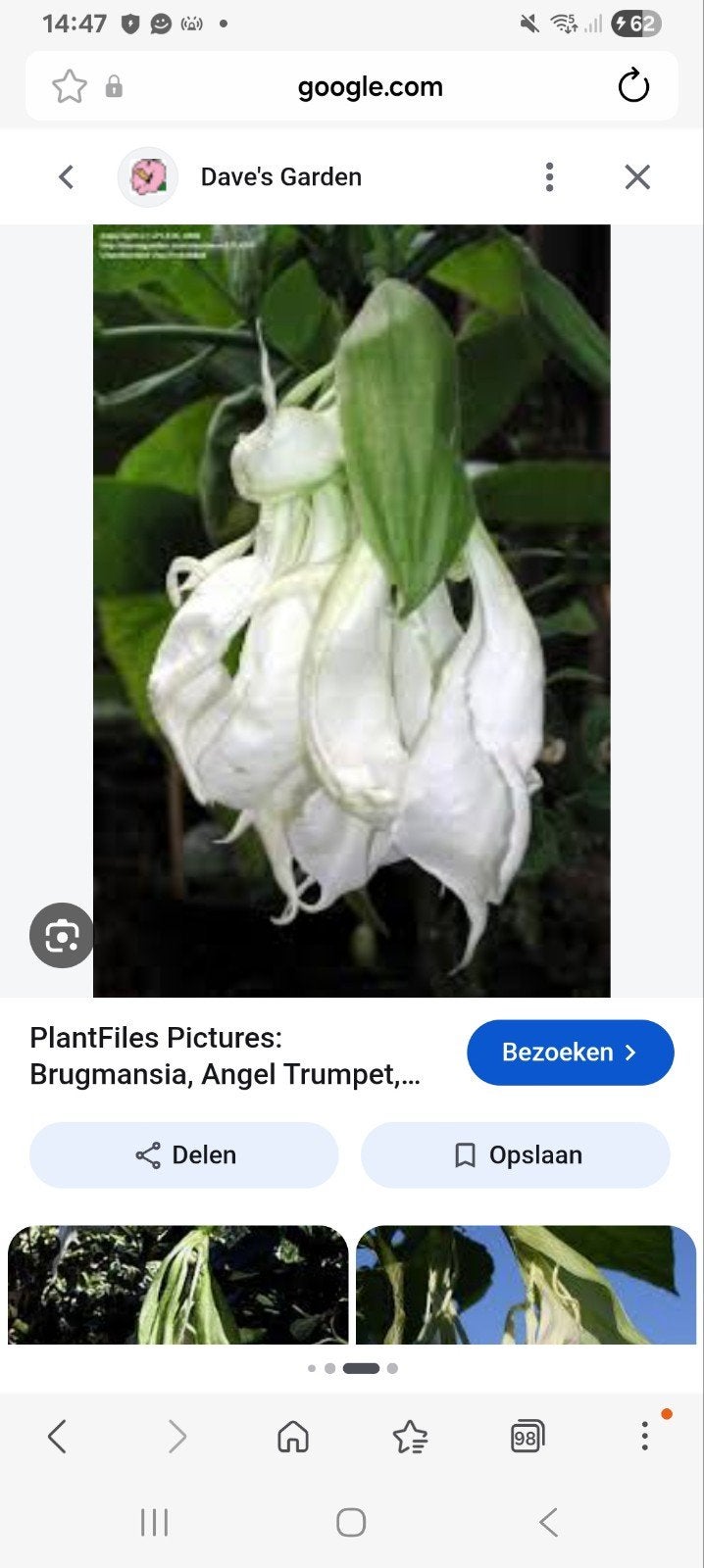 te koop Brugmansia  Shredded White 10 stekken, Ophalen of Verzenden, Winter, Overige soorten, Volle zon