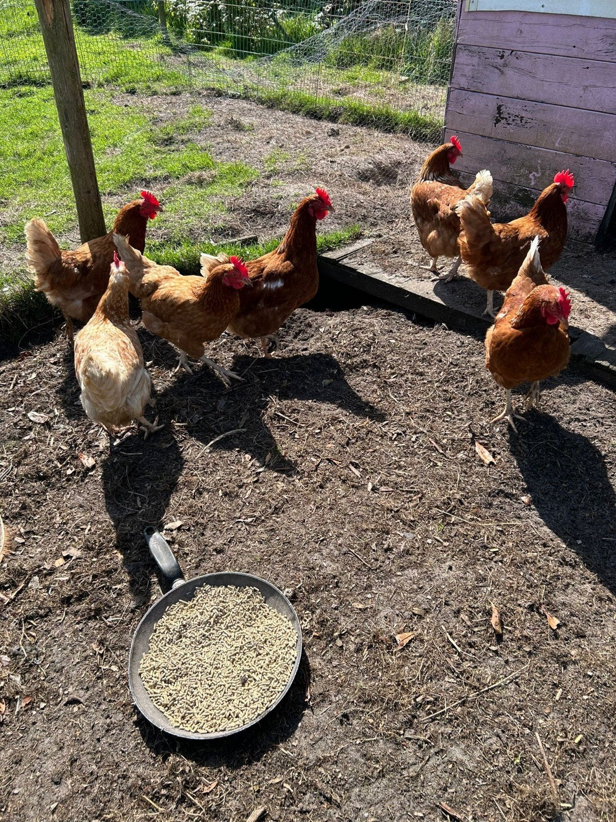 10 bruine Lohmann kippen + Haan, Dieren en Toebehoren, Vrouwelijk, Kip