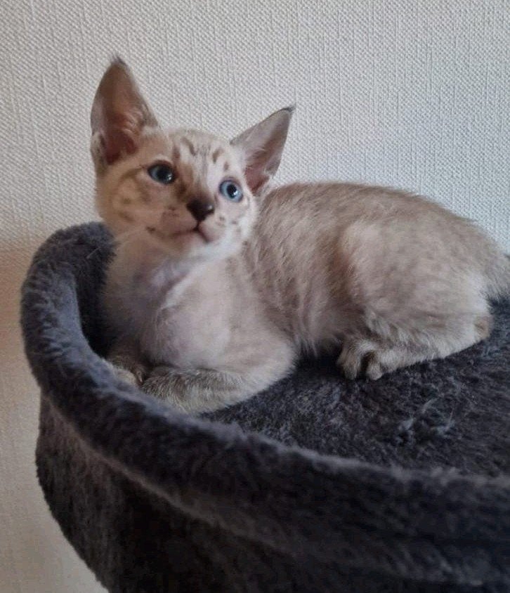 Oosterse korthaar x, Meerdere dieren