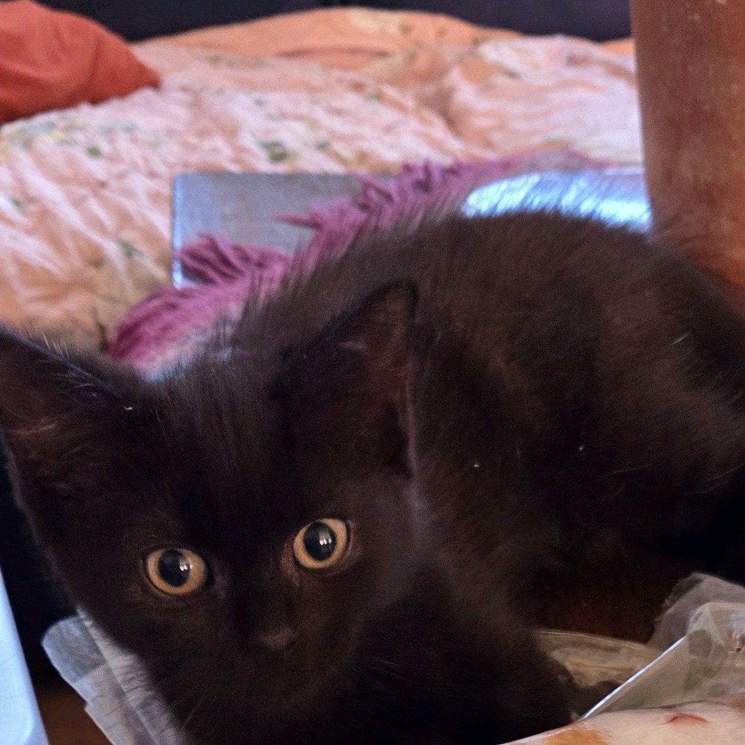 Lieve britse korthaar katertje, Dieren en Toebehoren, Katten en Kittens | Raskatten | Korthaar, Kater, Ontwormd, 0 tot 2 jaar