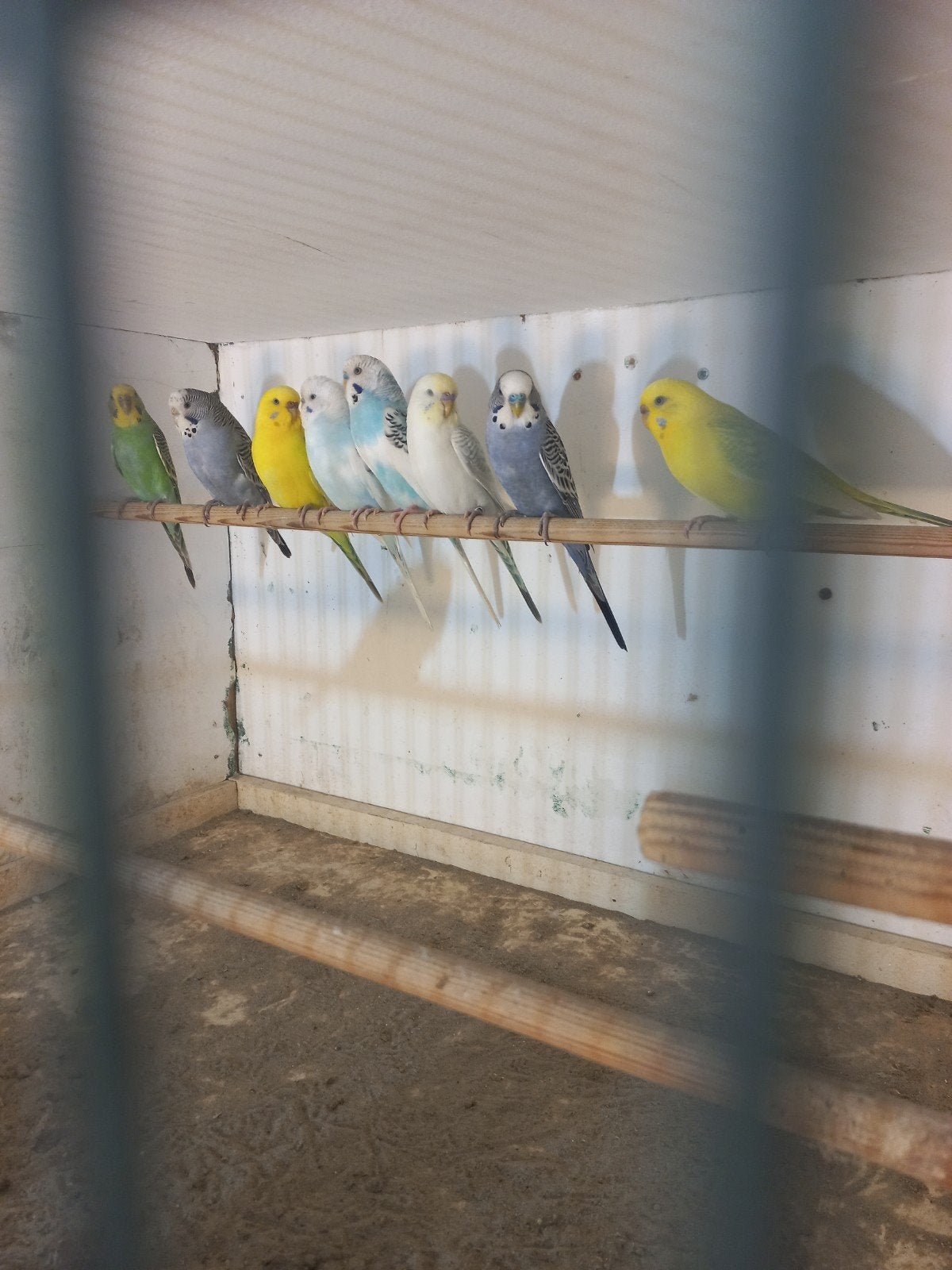 vogels, Dieren en Toebehoren, Vogels | Parkieten en Papegaaien, Meerdere dieren, Parkiet