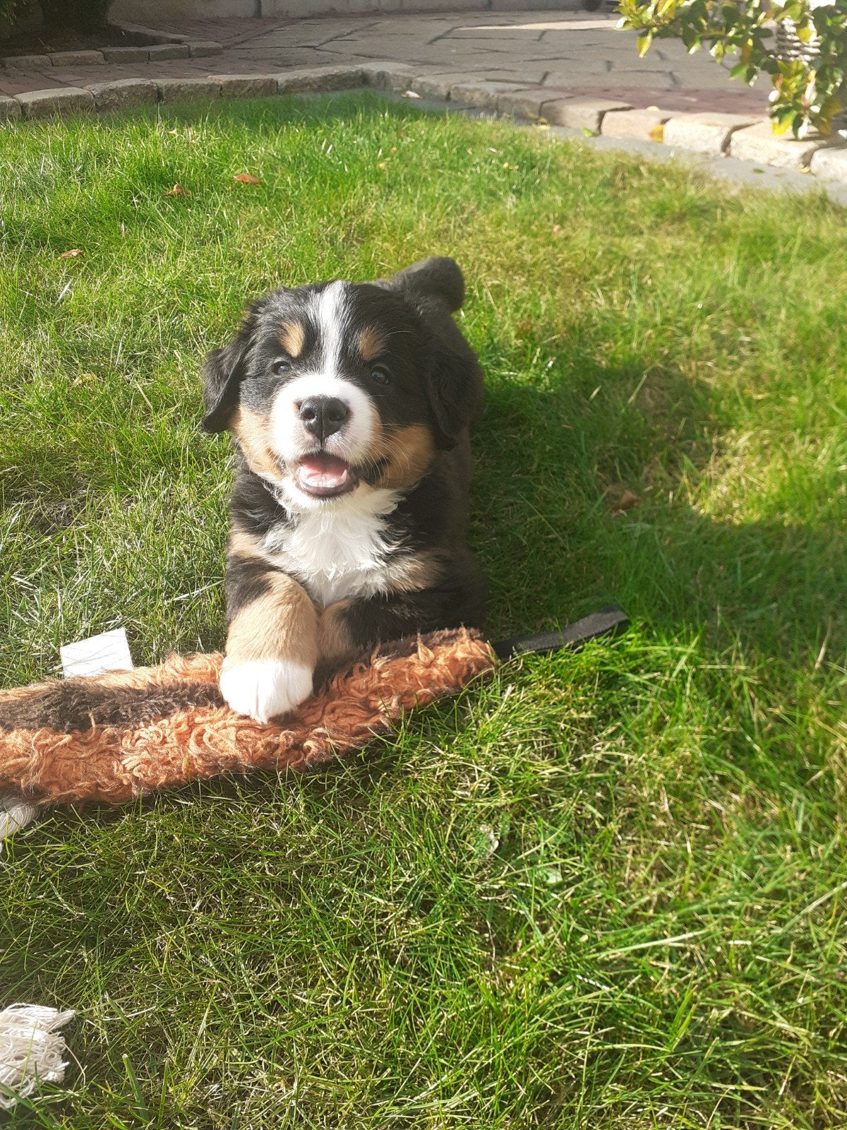 Berner Sennen pups, Dieren en Toebehoren, Overige rassen, 8 tot 15 weken, Meerdere, Meerdere dieren