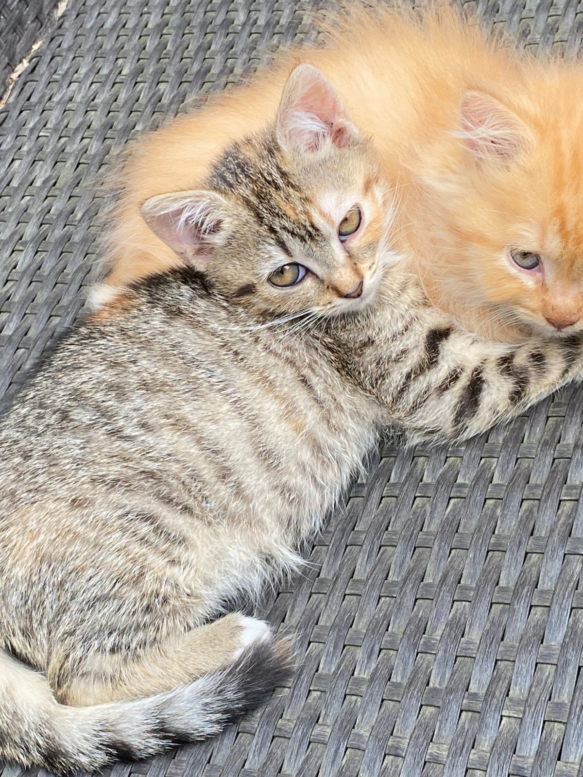 Schattige kittens te koop, Dieren en Toebehoren