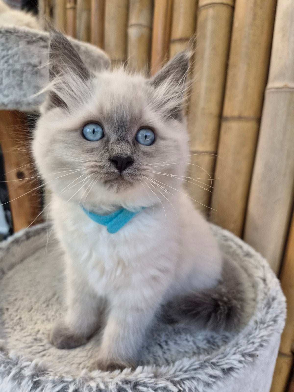 ragdoll poesjes 10 weken,  gevaccineerd, chip paspoort, Dieren en Toebehoren, Katten en Kittens | Raskatten | Langhaar, Poes, Gechipt