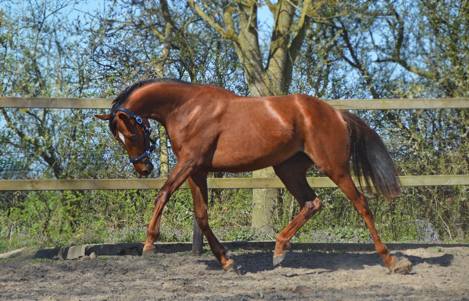 Lieve merrie te koop, Merrie, Recreatiepaard