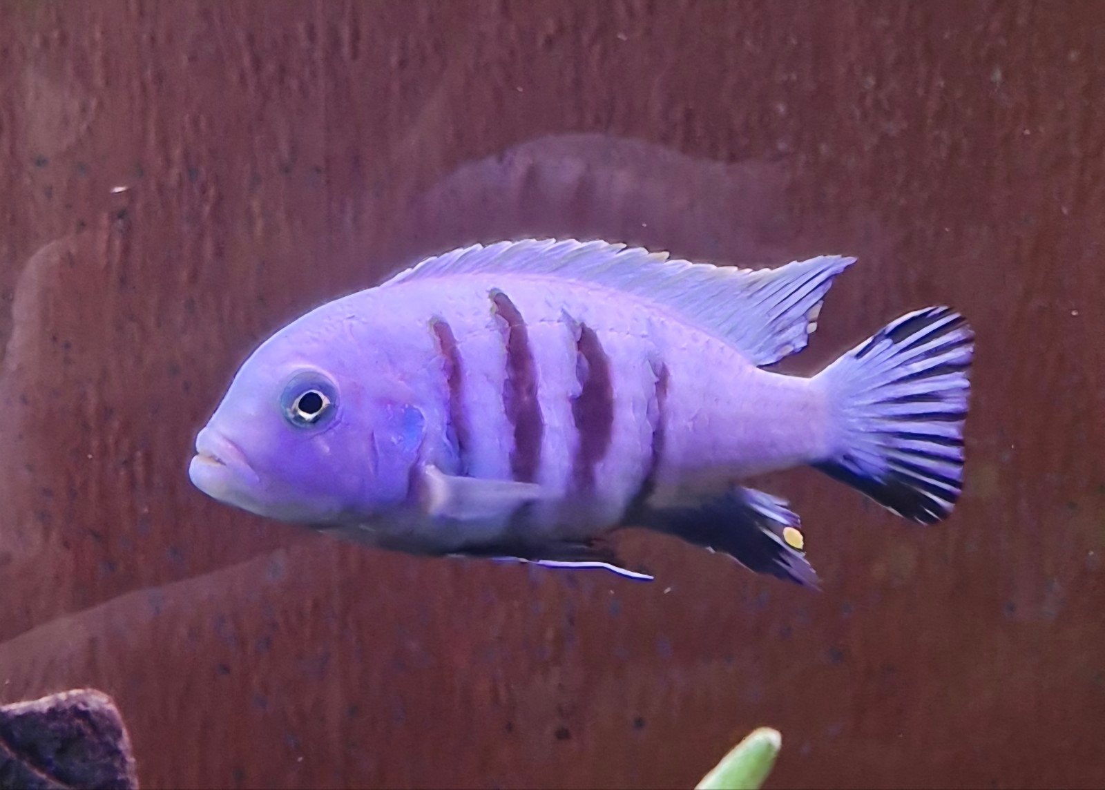 Zebra cichliden, Dieren en Toebehoren, Vis