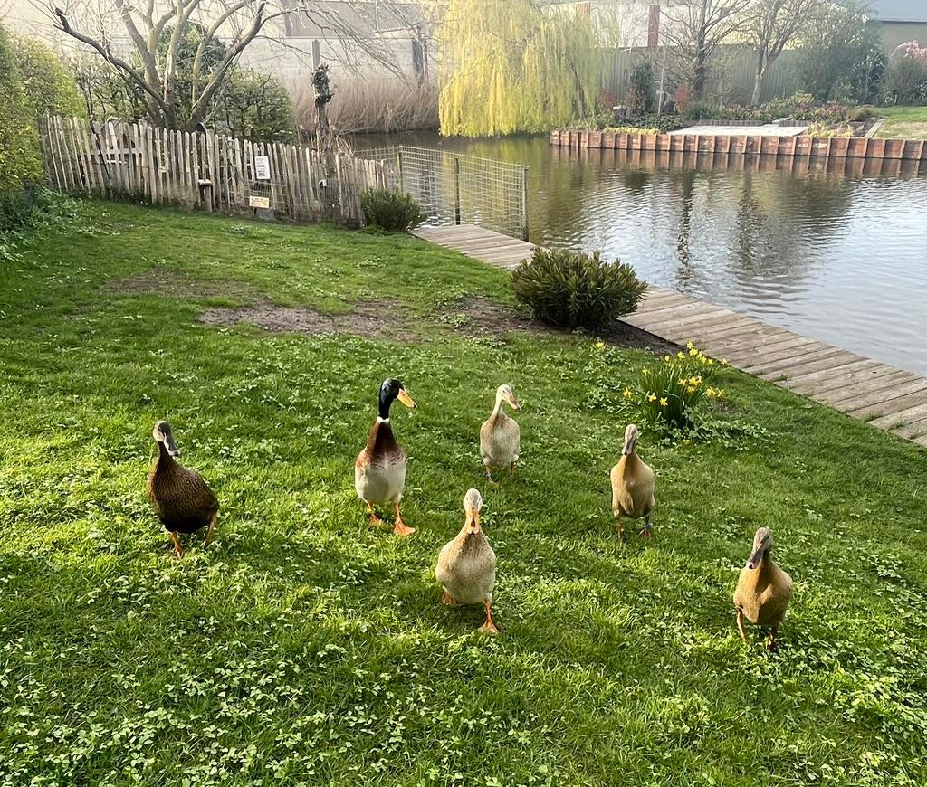 Bevruchte (loop)eendeneieren / broedeieren, Dieren en Toebehoren, Pluimvee, Meerdere dieren, Eend