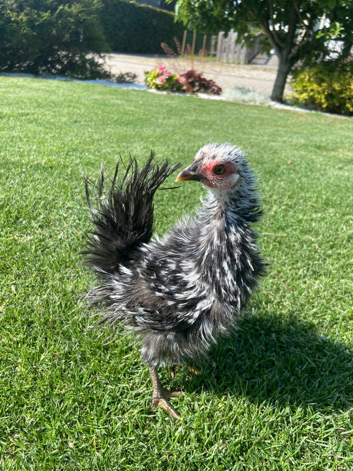 Jonge serama hen 14 weken oud 290 gram!, Dieren en Toebehoren, Pluimvee, Vrouwelijk, Kip
