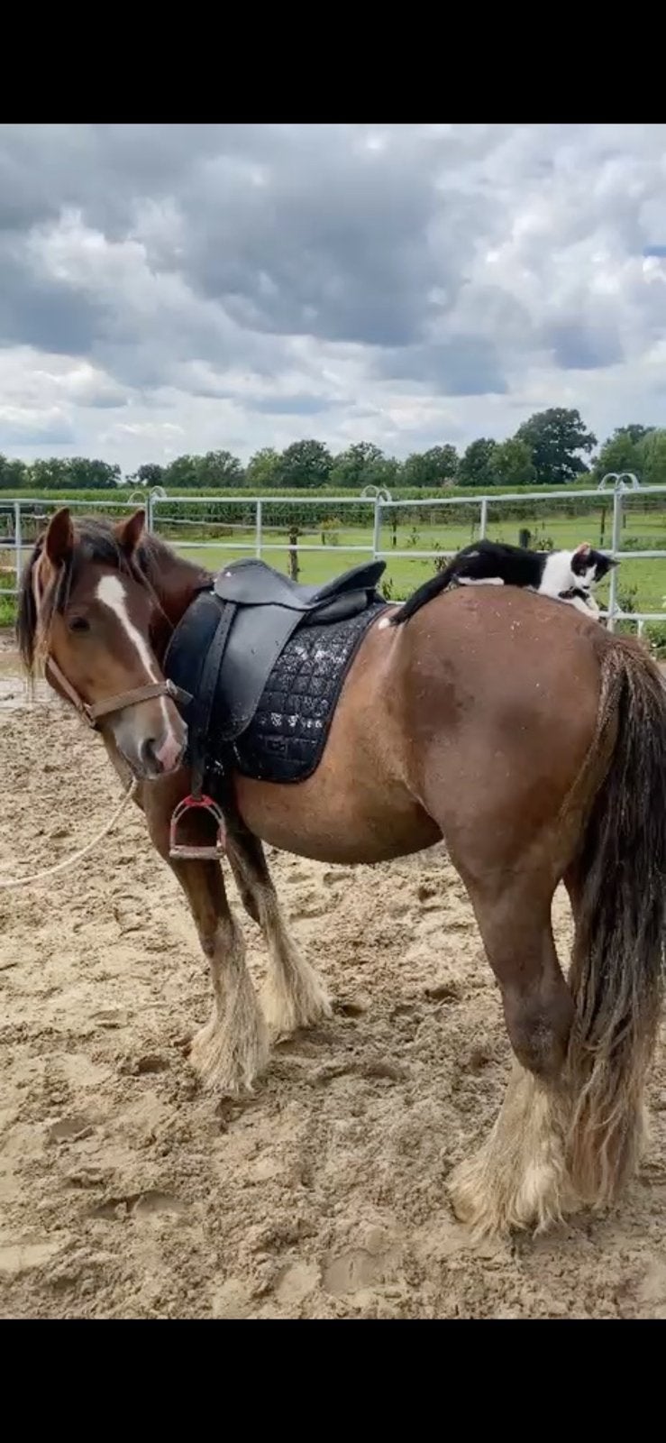 Super lieve tinker , rontgen goed en pssm vrij !, Dieren en Toebehoren, Pony's, 3 tot 6 jaar, L, Recreatiepony, D pony (1.37m tot 1.48m)