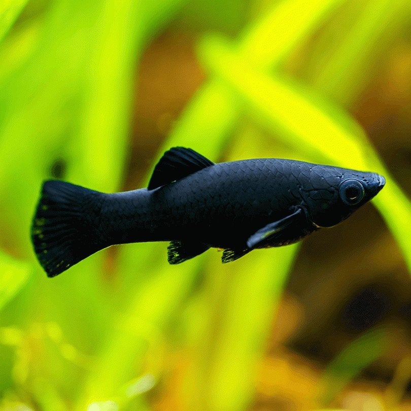 jonge black molly's, Vis