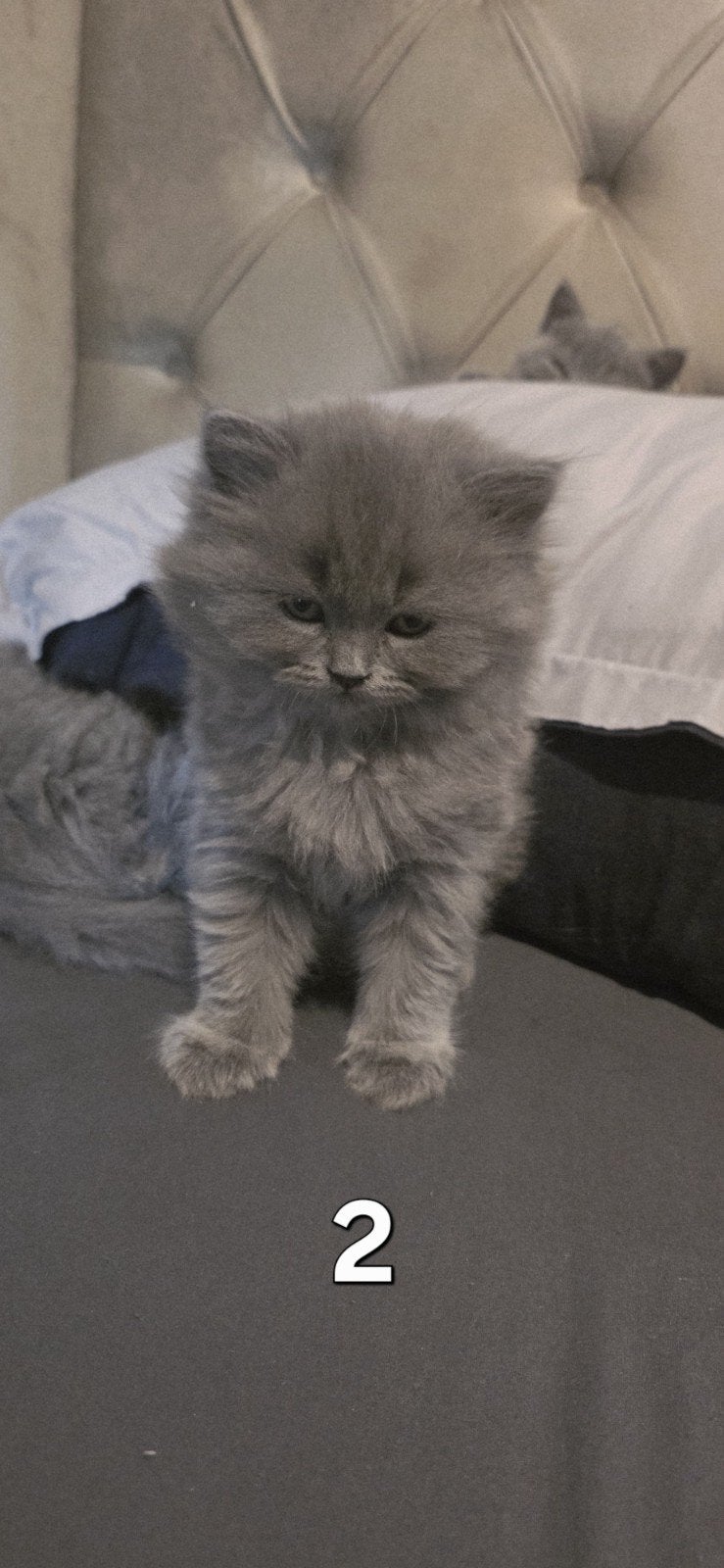British short hair kittens looking for a warm home, Meerdere dieren, Ontwormd, 0 tot 2 jaar