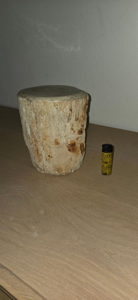Versteende boom, erg oud., Ophalen of Verzenden