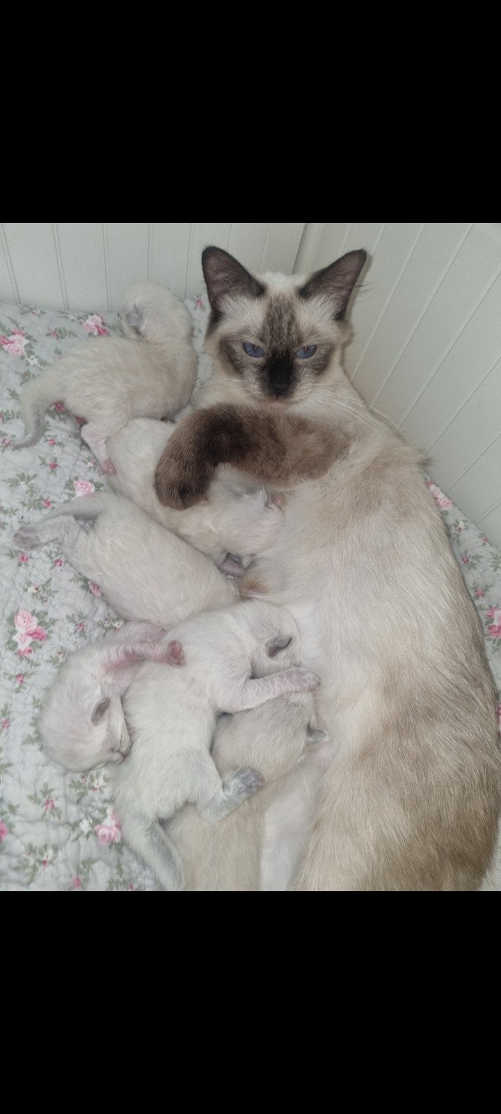 Ragdoll kittens te koop -chip en Eu paspoort, Meerdere dieren, Ontwormd