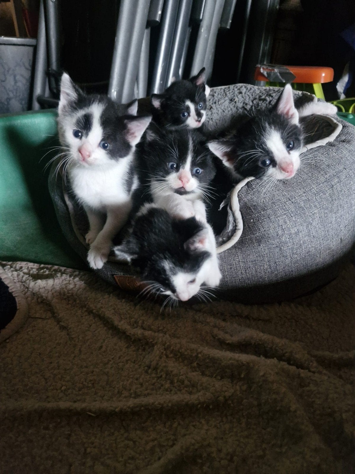nestje van 8 lieve zwart wit kittens, Meerdere dieren