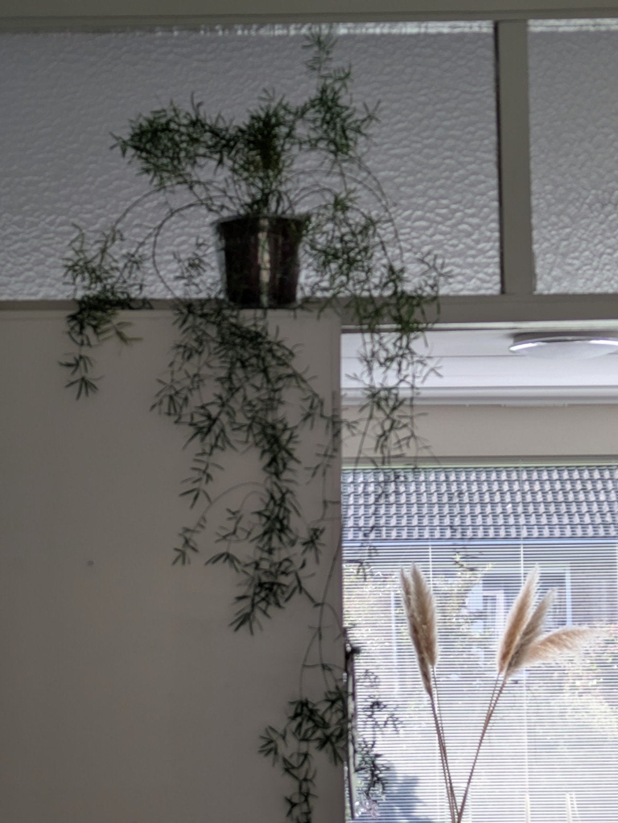 Sierasperge: Makkelijk te onderhouden hangplant, Overige soorten, In pot, Minder dan 100 cm, Groene kamerplant