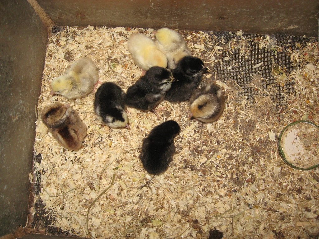 9 stuks mooie kleine serama krielkuikens., Dieren en Toebehoren, Kip