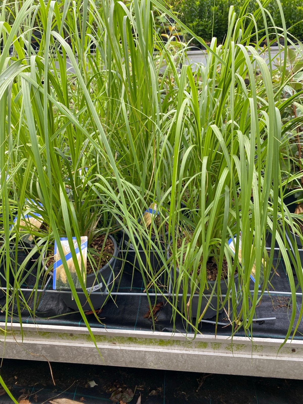 Cortaderia selloana - Pampasgras, Ophalen, Volle zon, Vaste plant, Siergrassen