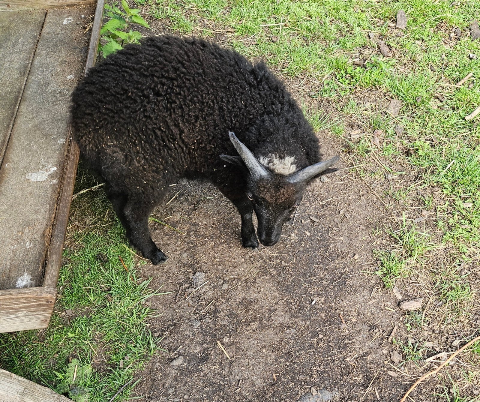 Ouessant schaap ram, Dieren en Toebehoren, Mannelijk, Schaap