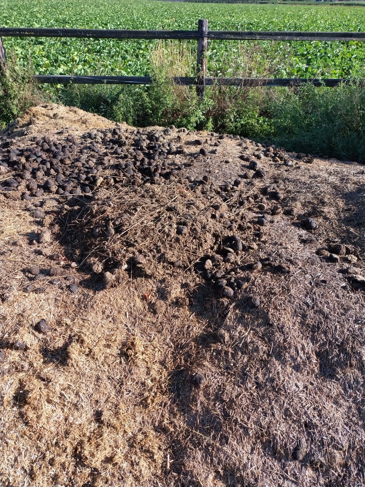 Gratis paardenmest voor uw tuin, Tuin en Terras, Ophalen, Mest