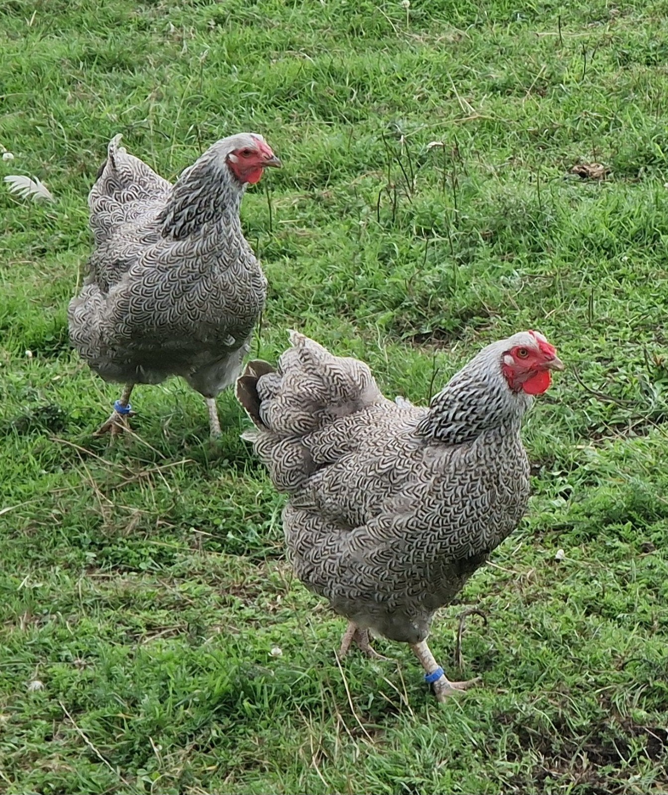 te koop grote wyandotte kippen met of zonder haan, Meerdere dieren, Kip