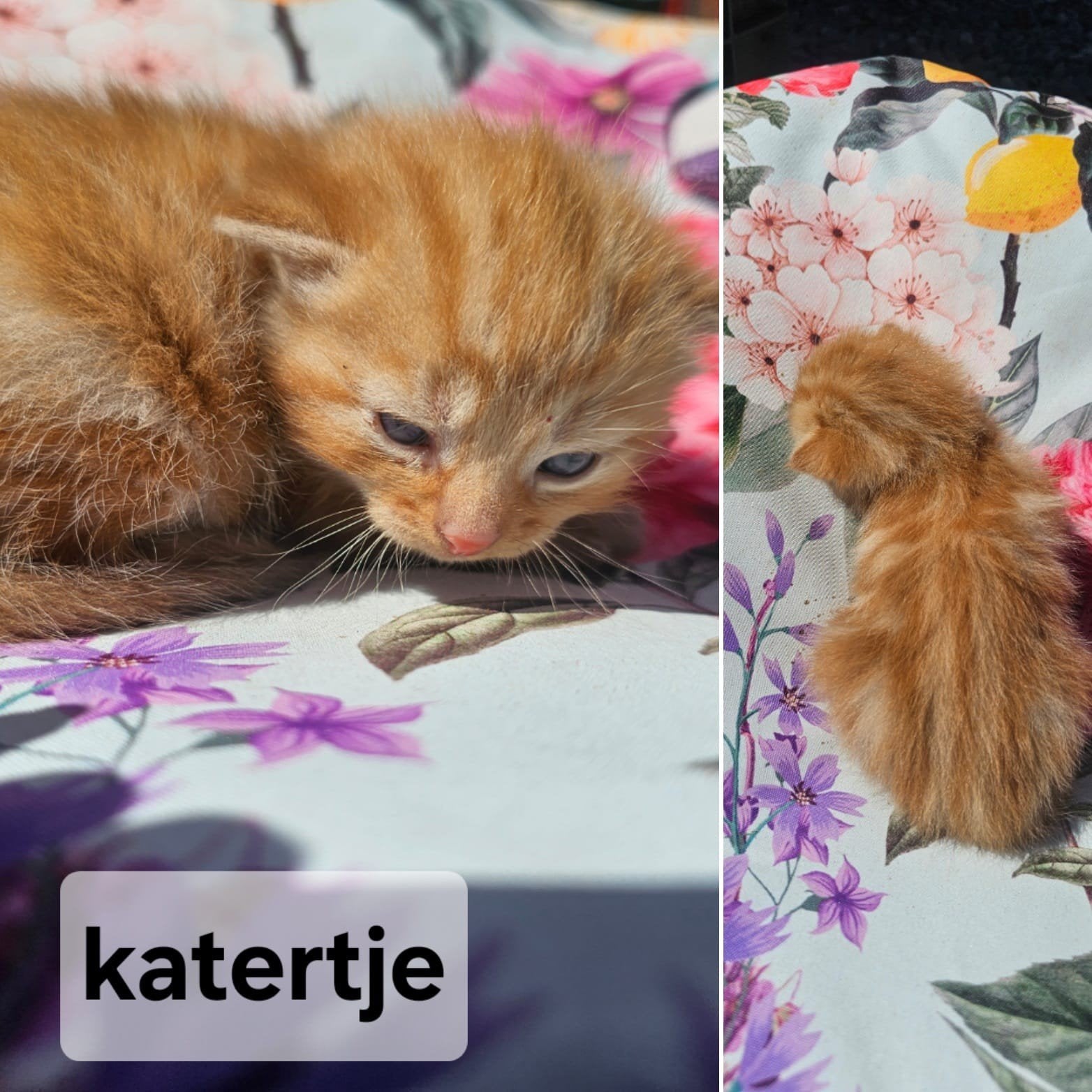 Kittens, Dieren en Toebehoren