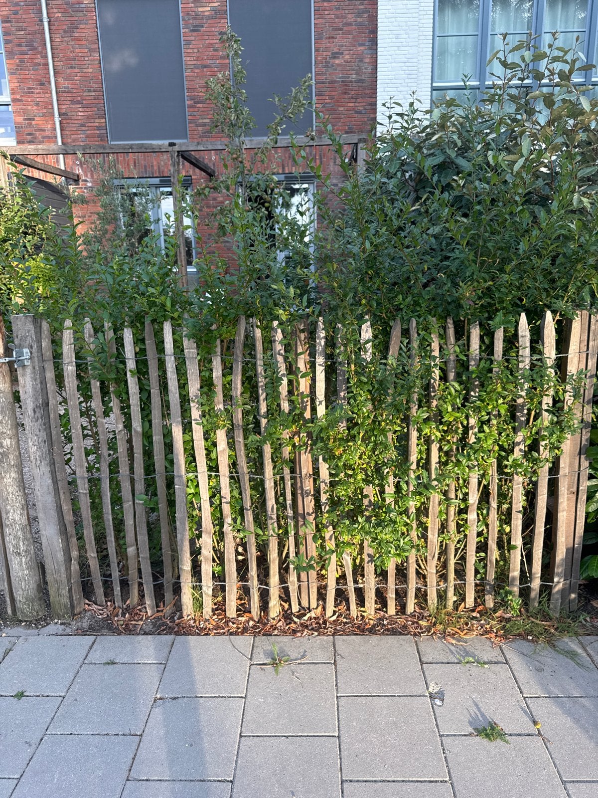 12 x ligusterhagen, Tuin en Terras, Ophalen, Overige soorten, Minder dan 100 cm