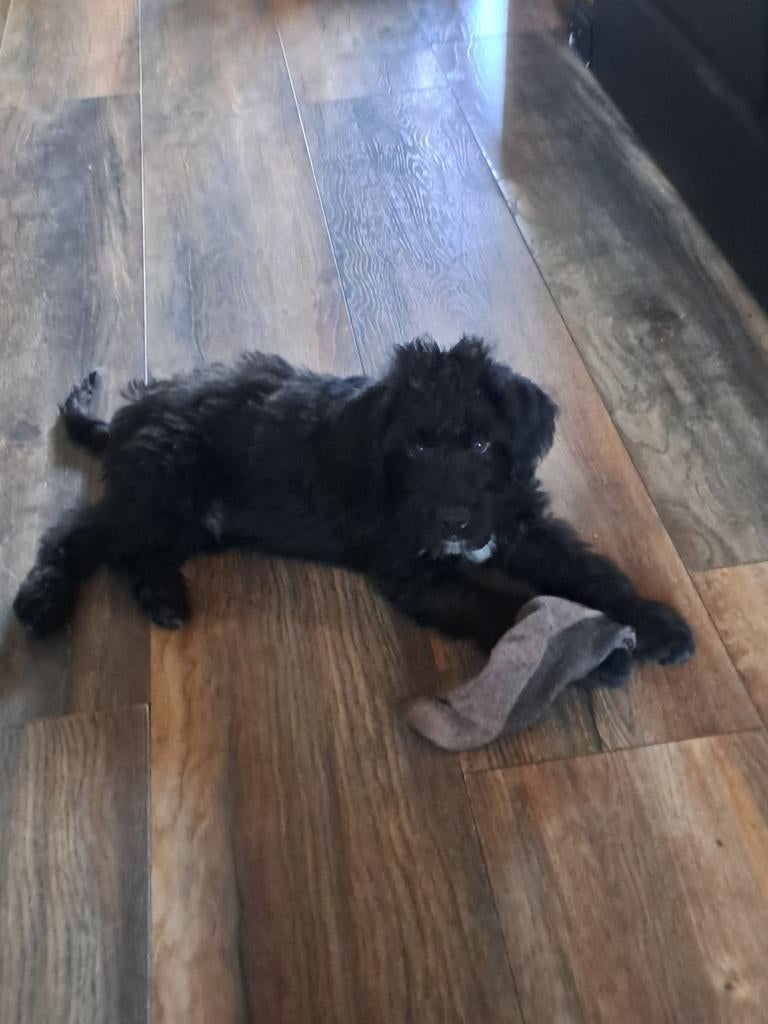 Labradoodle pups 6 reutjes beschikbaar., Parvo, 8 tot 15 weken, Meerdere dieren, Eén hond