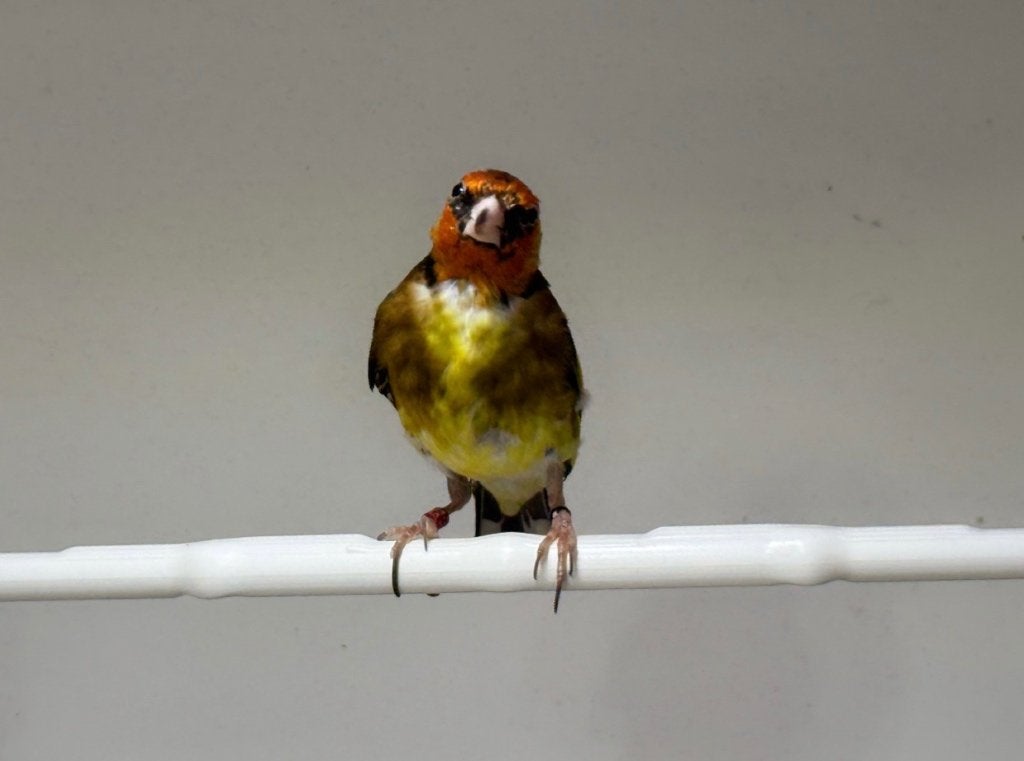 2 Parva Popen (2025), Dieren en Toebehoren, Vogels | Kanaries, Vrouwelijk, Kleurkanarie