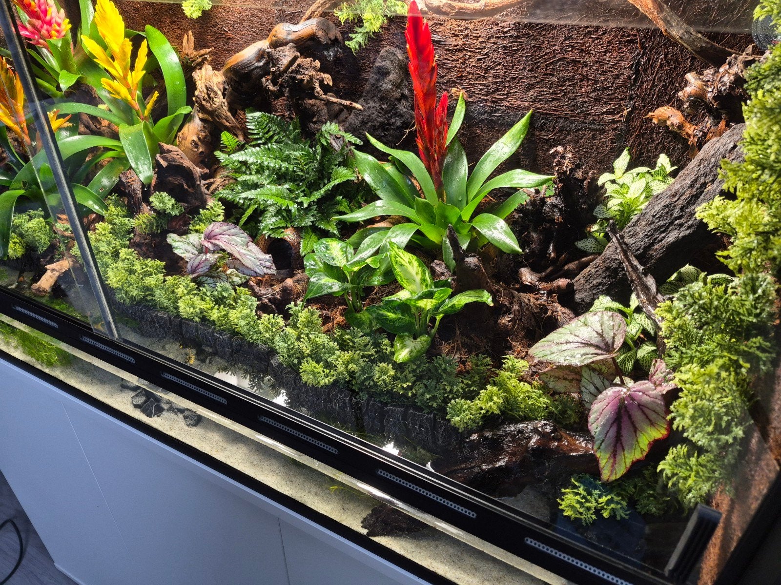 Paludarium 120x50x50, Dieren en Toebehoren, Ophalen, Nieuw, Terrarium of Paludarium