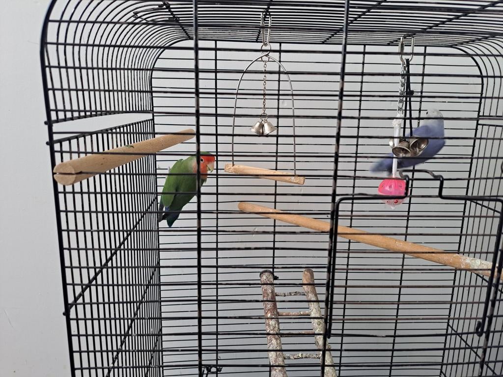 2 lovebirds, Dieren en Toebehoren, Vrouwelijk, Parkiet