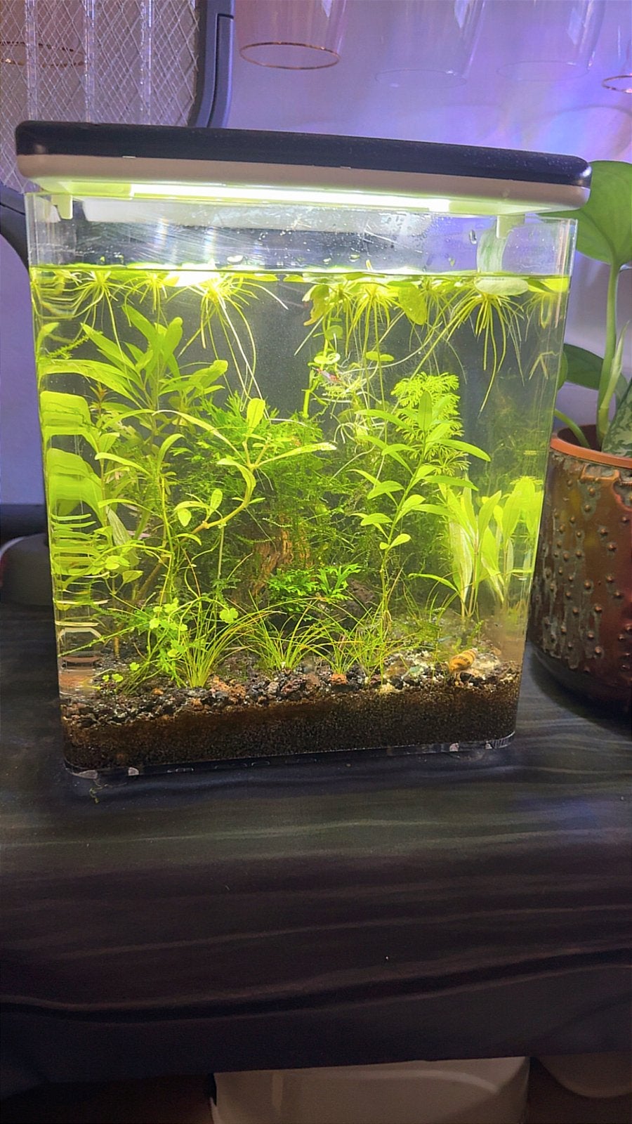 Superfish home 8, Dieren en Toebehoren, Vissen | Aquaria en Toebehoren, Ophalen