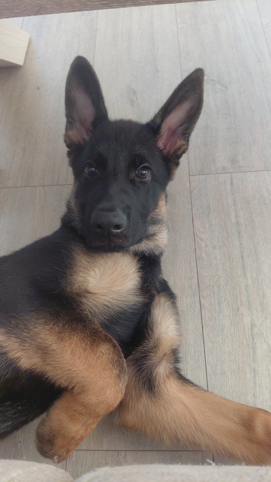 Duitse Herder Pup Reu, 15 weken tot 1 jaar, Reu, Eén hond, Herder