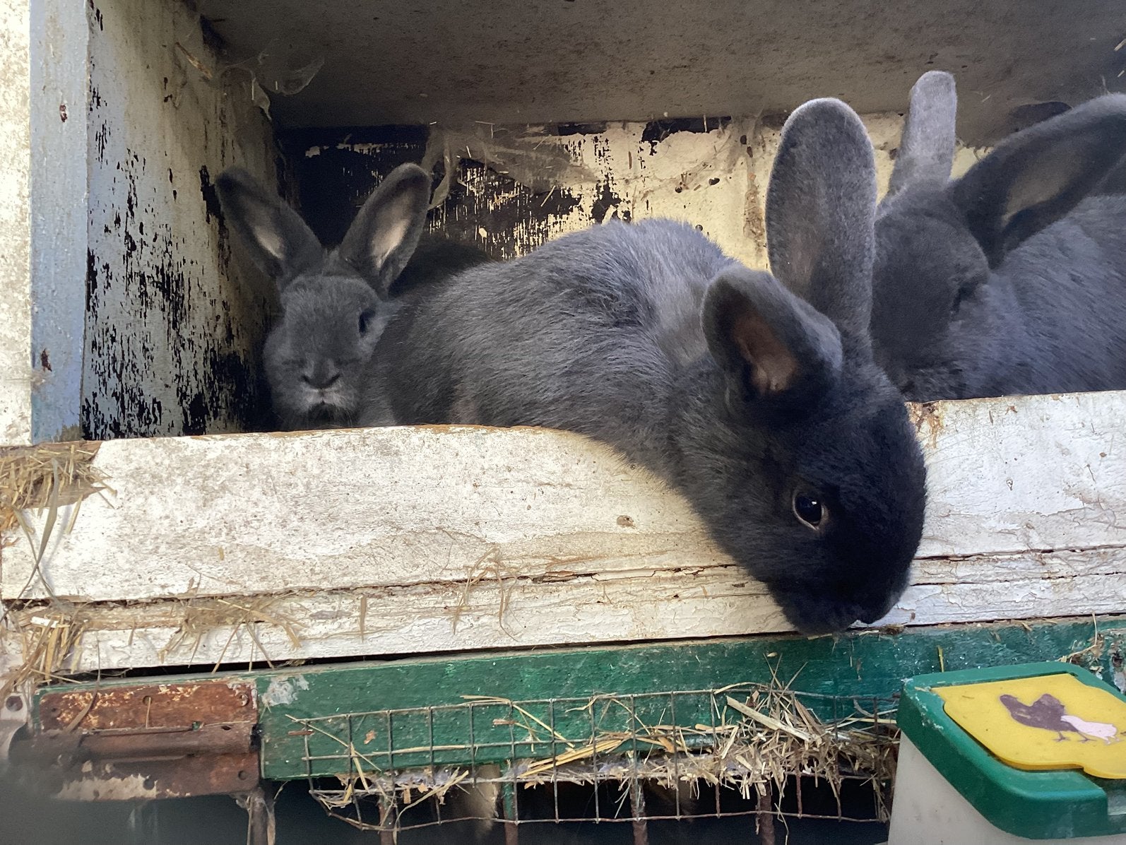 Tekoop blaauwe weners jong  ,voedsters en rammen, Dieren en Toebehoren, Meerdere dieren, Groot
