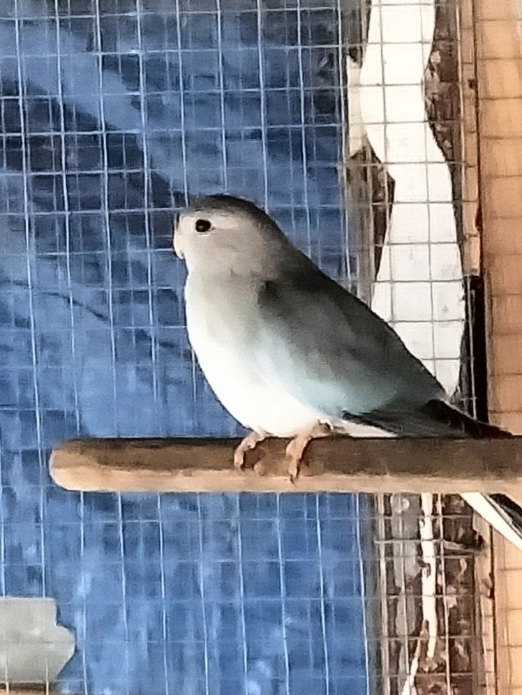 gezocht splendid man, Dieren en Toebehoren, Vrouwelijk, Parkiet