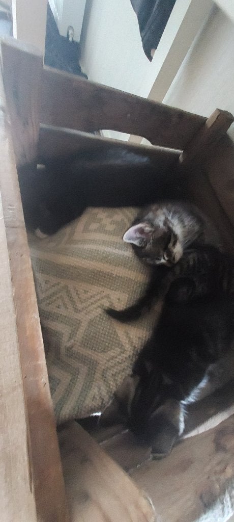 Mooie kittens, Meerdere dieren, Kortharig, 0 tot 2 jaar